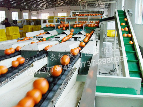 沅江興農機械制造有限公司,沅江水果分選機,沅江水果清洗機,沅江水果打蠟機哪里好,沅江興農機
