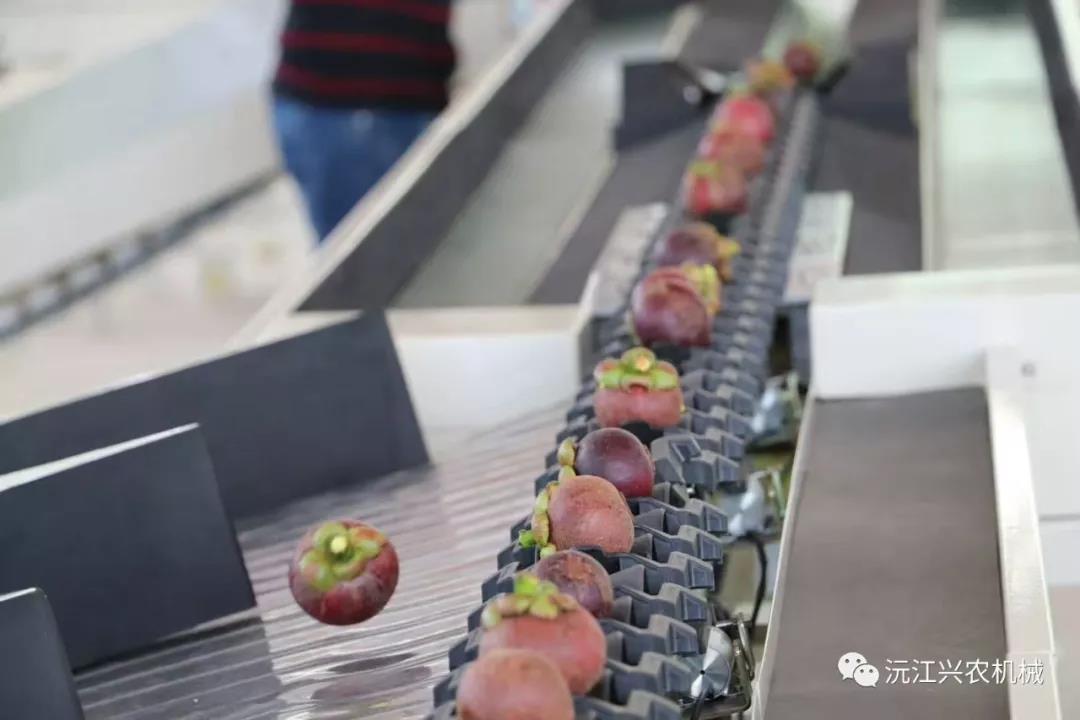 沅江興農(nóng)機(jī)械制造有限公司,沅江水果分選機(jī),沅江水果清洗機(jī),沅江水果打蠟機(jī)哪里好,沅江興農(nóng)機(jī) 沅江興農(nóng)機(jī)械制造有限公司,沅江水果分選機(jī),沅江水果清洗機(jī),沅江水果打蠟機(jī)哪里好,沅江興農(nóng)機(jī)